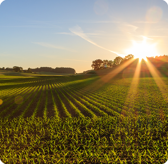 Sustainable Farming