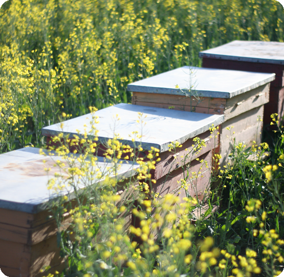 Bee Better Program