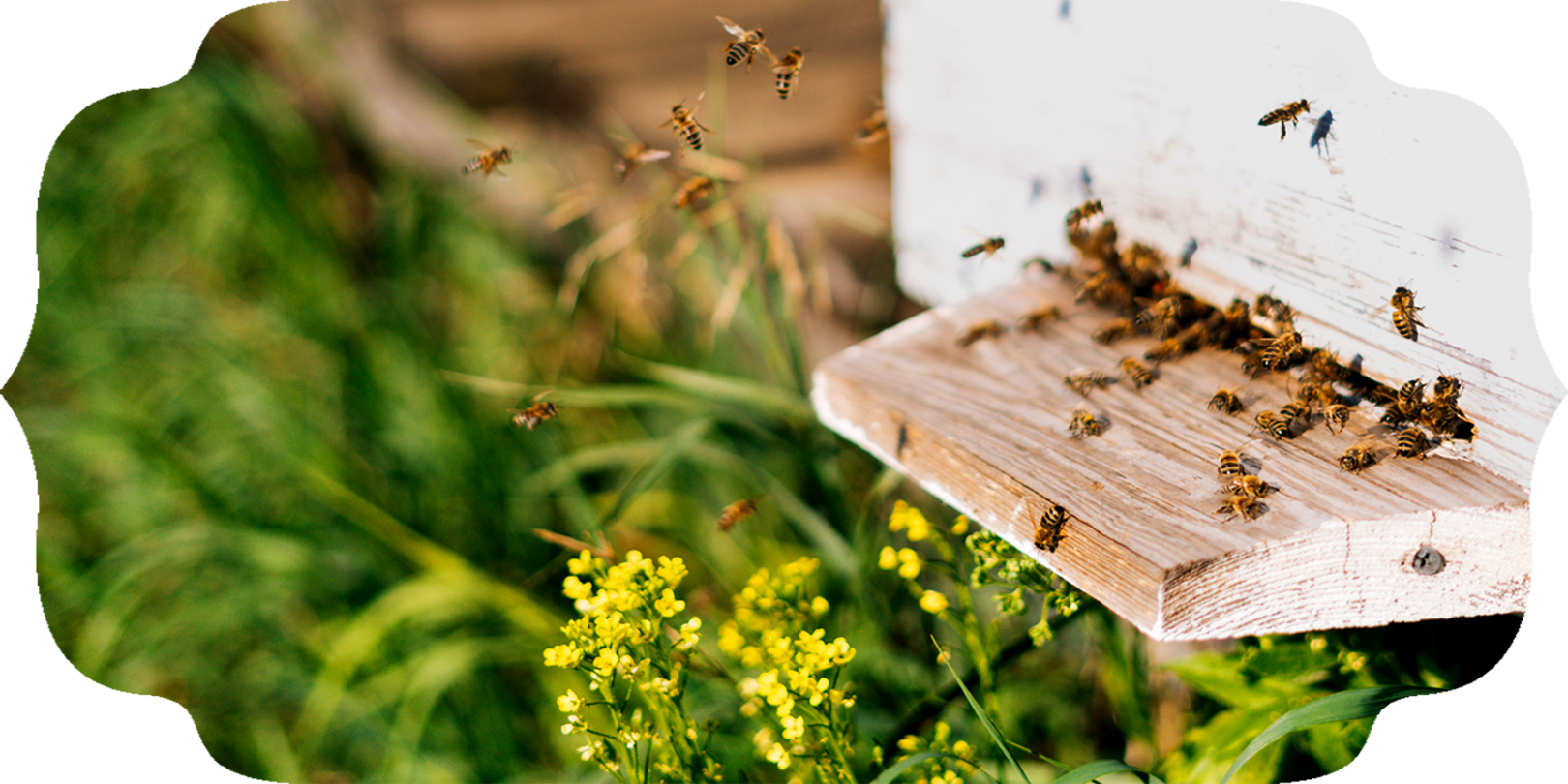 Bees flying over crops